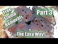 Possibly The Easiest Way To Remove A Tree Stump! Using Epsom Salt!! Part 3 | 6 Week Update!