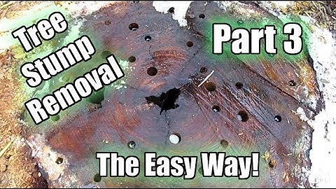 Possibly The Easiest Way To Remove A Tree Stump! Using Epsom Salt!! Part 3 | 6 Week Update!
