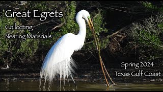 Great Egrets collecting nesting materials