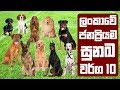 ලංකාවේ ජනප්‍රියම සුනඛ වර්ග 10 | Most Popular Dog Breeds in Sri Lanka
