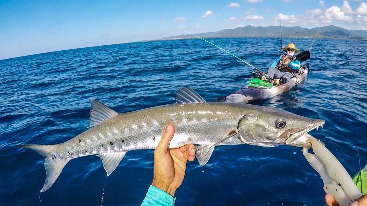 barracuda fishing reels Replica 38-Inch Fish Mount | King Sailfish Mounts Big Barracuda Catch and Release