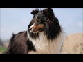 Zoë Shetland Sheepdog (sheltie) slowmotion