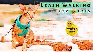 Daisy's Diary:  How to Walk Your Cat on a Leash, Harness & Leash Walking My Cat, Compilation #9, 4K