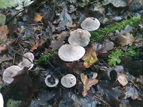 Kubing and Mushroom 5