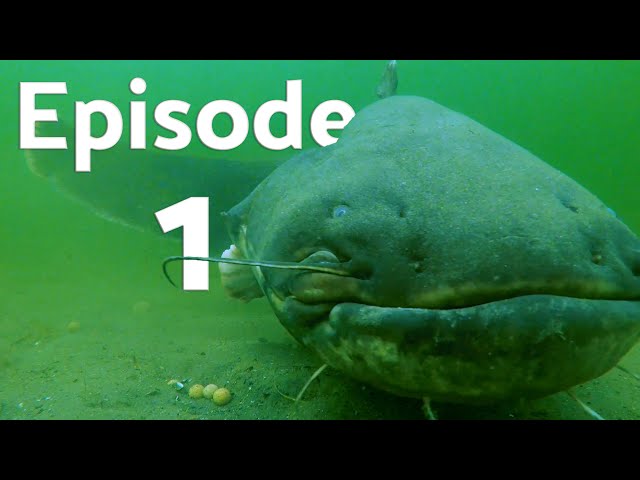 Catching a gigantic catfish (underwater video) Episode 1. 