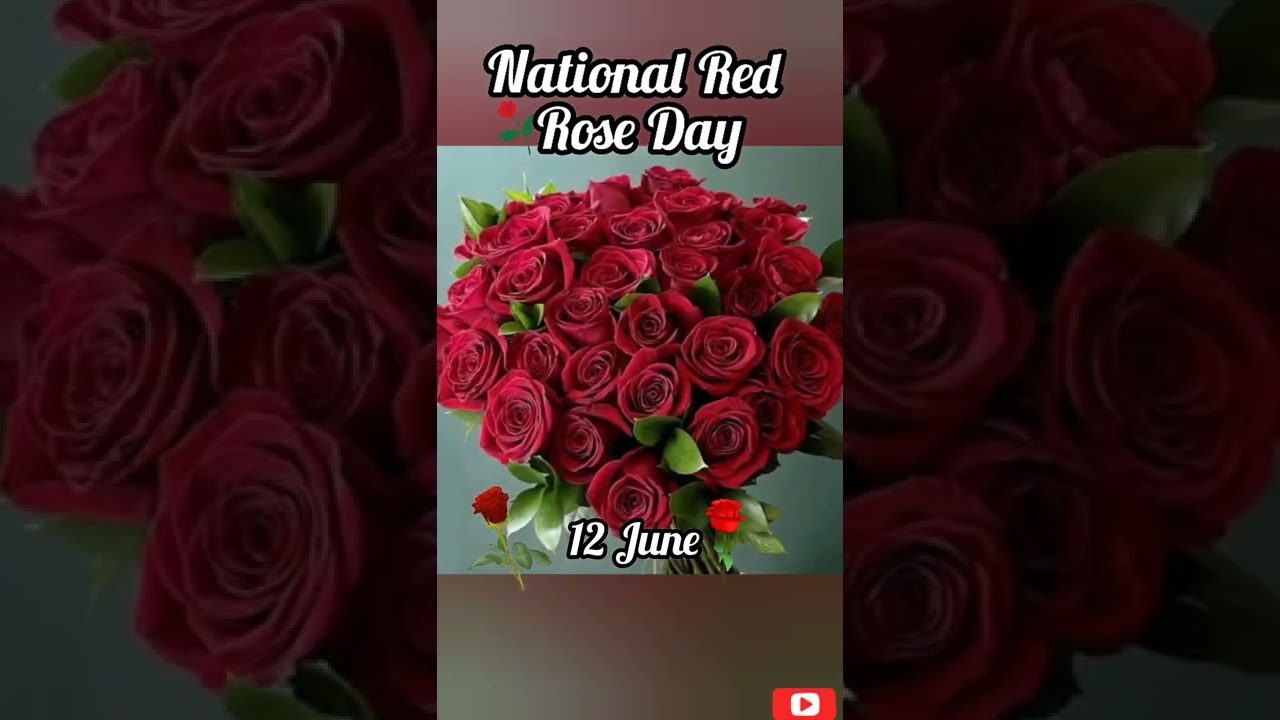National Red Rose Day ❤️ 12 June 