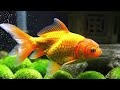 Aquarium 4K Ultra HD   Stunning Coral Reef Fish with Relaxing Meditation Music for Sleep