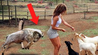 Funny Fails |  ANIMALS | try not to laugh # 238