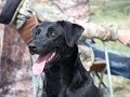 Hope - Labrador Retriever training for HRC Hunt Test Hope - Labrador Retriever training for HRC Hunt Test