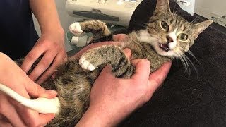 Реакция кошки на то, что она беременна, удивила ветеринаров Реакция кошки на то, что она беременна, удивила ветеринаров