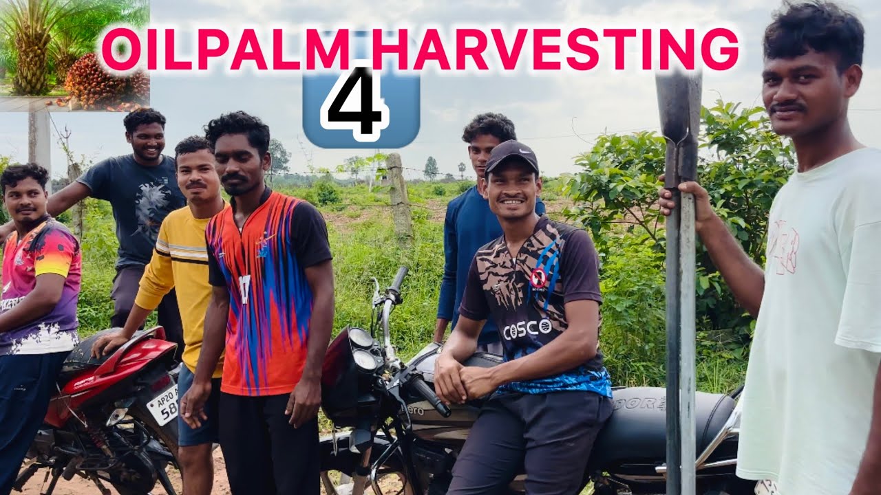 Palmoil Harvesting ఈ సారి కూడా తక్కువే వచ్చాయి⁉️