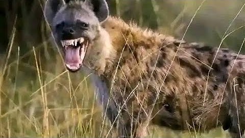 TAMAAA YA KUWA MAARUFU ILINIPONZA KWA MGANGA KILICHONIKUTA AIBU KULALA NA FISI