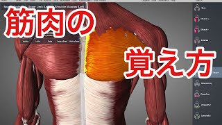 解剖学の超基本：筋肉の名前の覚え方