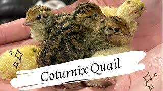 Coturnix Quail on the Homestead?! by Good Honest Living 169 views 2 years ago 10 minutes, 34 seconds