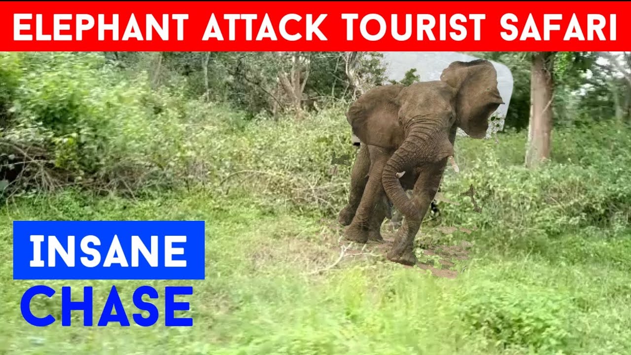 Insane Elephant Chasing Tourist Safari