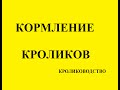 Сколько раз в день нужно кормить кроликов