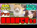 『SNSで大ブレイク中のあの牧場猫、ついに密着取材される』に対するみんなの反応集 まとめ ウマ娘プリティーダービー レイミン メイショウドトウ メトさん