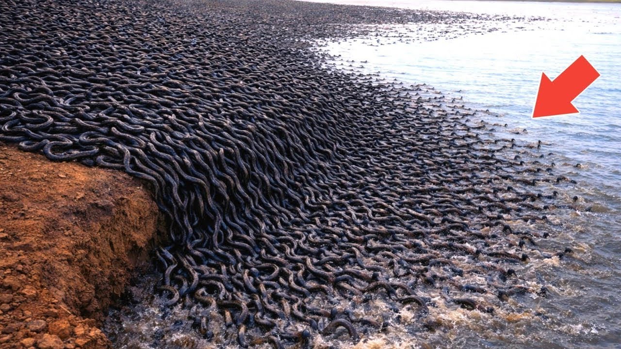 8 เหตุการณ์ฝูงสัตว์บุกชายหาดแบบไม่คาดคิด! (ขนลุก)