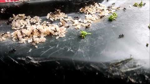 Ants on a Garbage Can