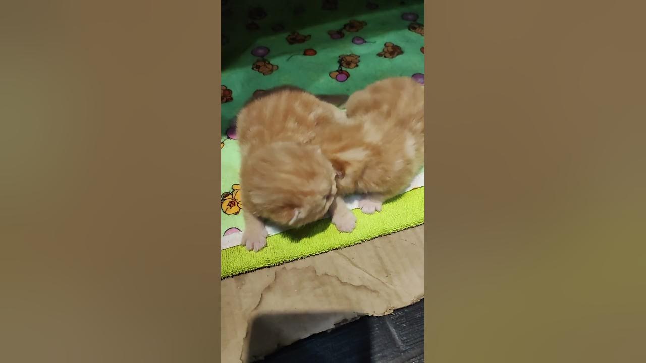 Апельсиновые мармеладки 😋😋 - YouTube