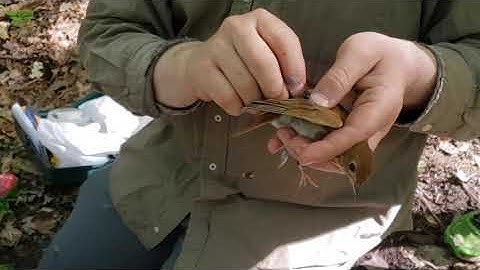removing the geolocator from a veery