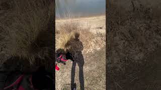 Big Gz Puppy Dog Big Freedom