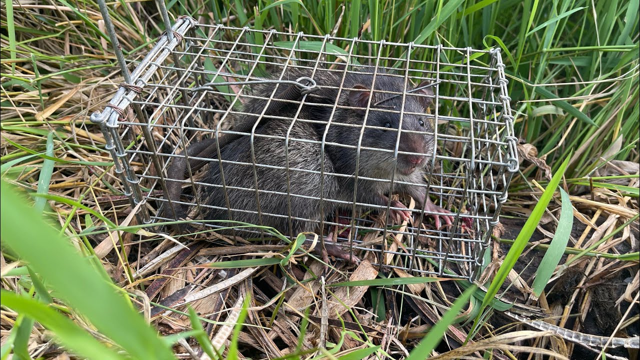 Bẩy Chuột Cống Nhum và cách phân biệt chuột cống nhum chuột cống lang và chuột cơm + dừa