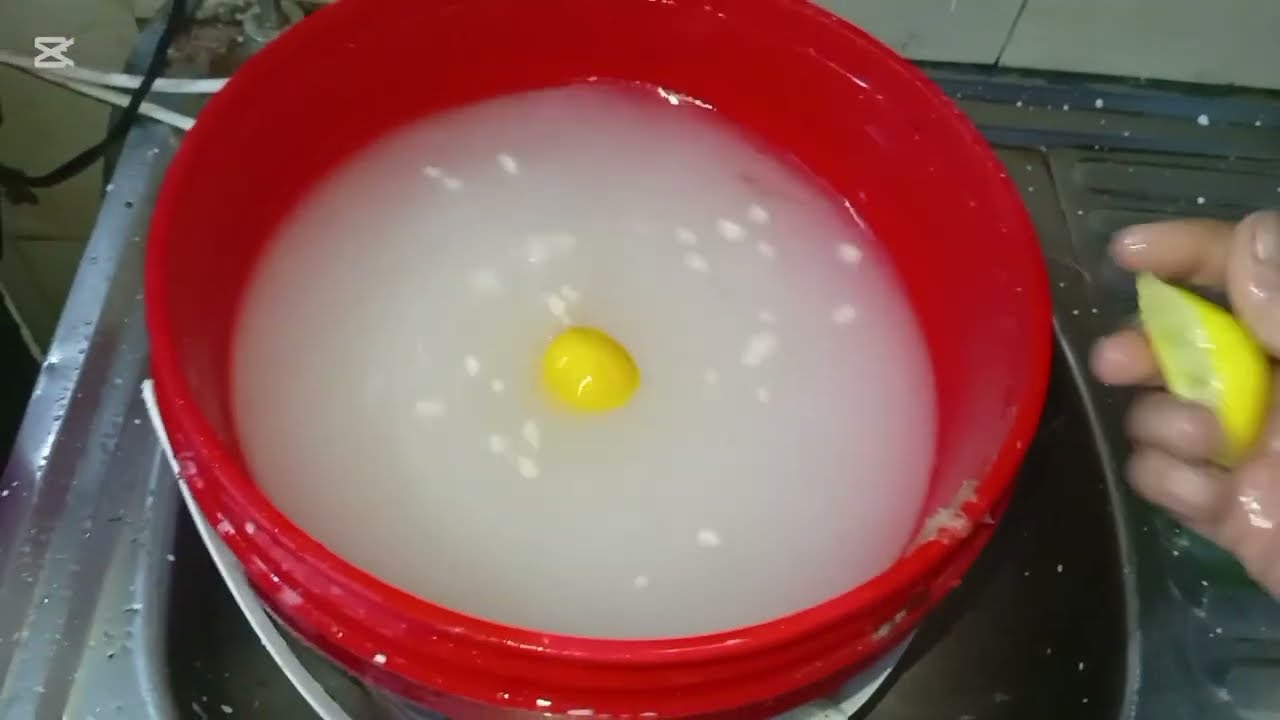 واخيرا دبحت الفراخ الساسو 🐥واتصدمت من الأوزان اللهم بارك 🙏ربنا معوض ومخلف وتعالوا جبت دورة كتاكيت 💯