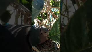 Fire-breasted dove (Do not keep or own as a pet)