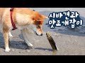 신기한 맛조개를 본 강아지 반응ㅋㅋ / 갯벌에서 맛조개 잡기/ 시바견 곰이탱이 Shibainu