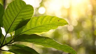 Tropical Leaves ASMR - Gentle Breeze screenshot 5