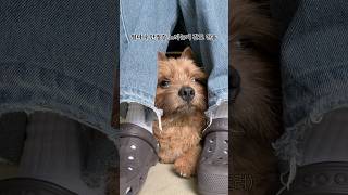 무릎강아지 마태오 #마태오 #반려견 #반려견일상 #강아지 #강아지브이로그 #doglife