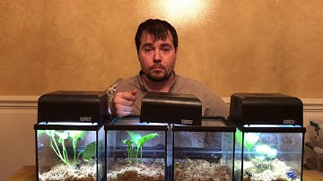 Can I Mix Dart Frog Species? By Houston Frogs