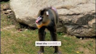 Mandrill Monkey