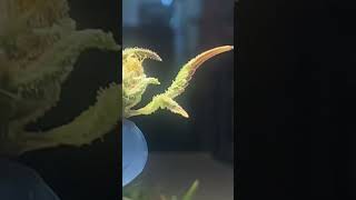 How to spot BUD ROT