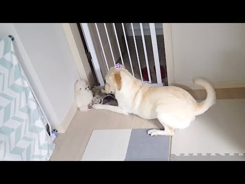 A Cute Fight of two dogs, Baby pomeranian vs Retriver (Small Dog vs Large Dog)