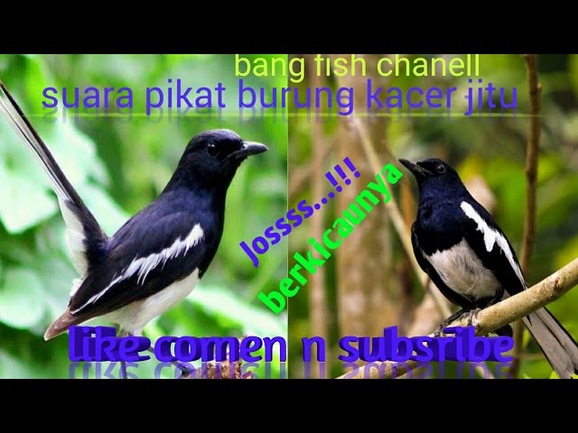 #master jitu Suara pikat burung kacer paling ampuh #kacerplgjitu class=