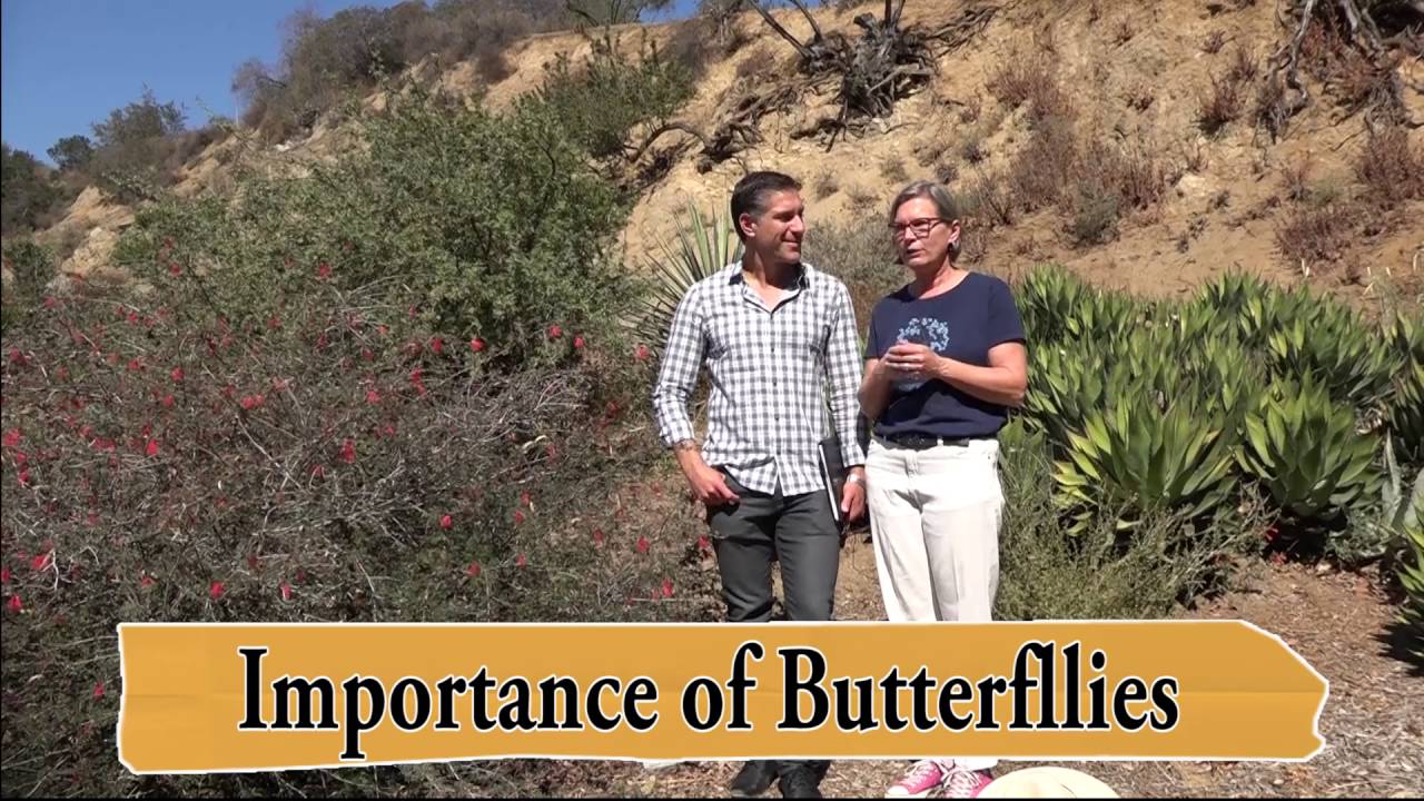 Часть 1 из 4 | РАСТУЩИЕ КОРЕННЫЕ КАЛИФОРНИИ | Фонд Теодора Пейна | Чарльз Малки и Лиза Новик