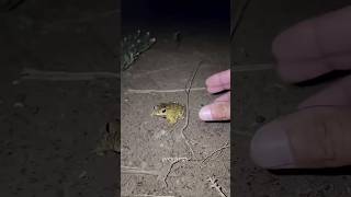 Catch Big Frogs Funny Try Don,T Laugh L Wepwep Chating Frogs Make You Laugh