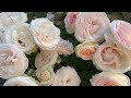 Плетистая роза Eden Rose（Эден Роуз）или Pierre de Ronsard ( Пьер де Ронсар) г.Киев 25 июня 2021 г.