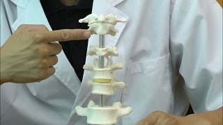 6個の脊椎モデル：動画