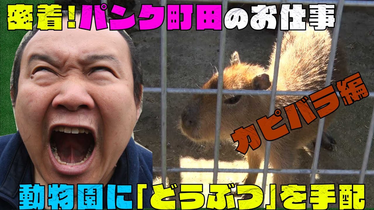 密着パンク町田のお仕事「動物園の動物手配」 - YouTube