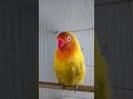 Harga Burung Lovebird Marimas