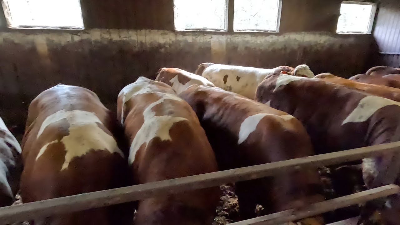 #330 Sprzedaż Byków Simental i Hereford 800-900 Kg || Czy Zostałem Oszukany ???