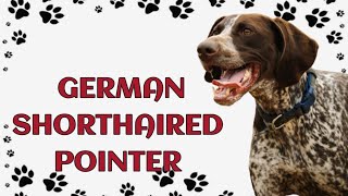 German Shorthaired Pointer: Agile Athlete and Loyal Companion