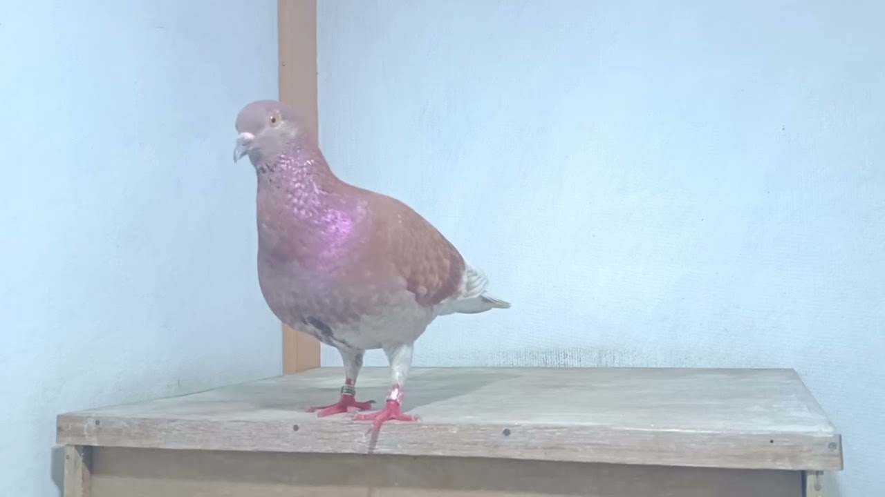 FULL EMBARGO JUARA NASIONAL PASURUAN 2025