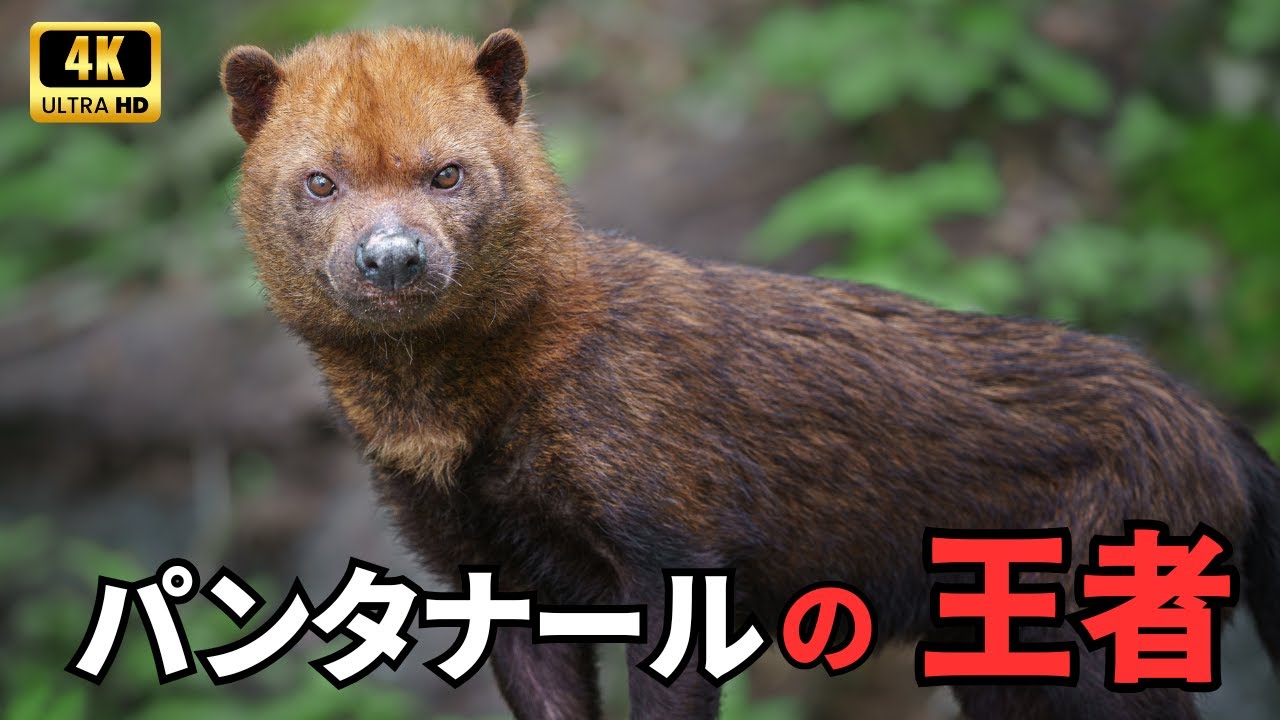 パンタナールの野生｜乾いた大地の覇者たち