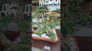 Bonsai PlantReynolds MotoVlog