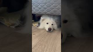 Guilty Dog Hides Under Bed After Taking Out Mattress Stuffing