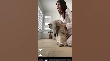 سيدرا بيوتي تلعب مع قط كتييير كيوت سيدرا بيوتي Funny قطط 